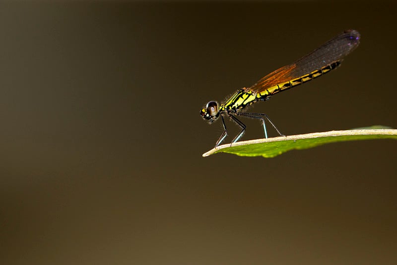 蜻蜓在自然背景上的影像。昆虫动物(Burmeister, 1839) Chlorocyphidae。