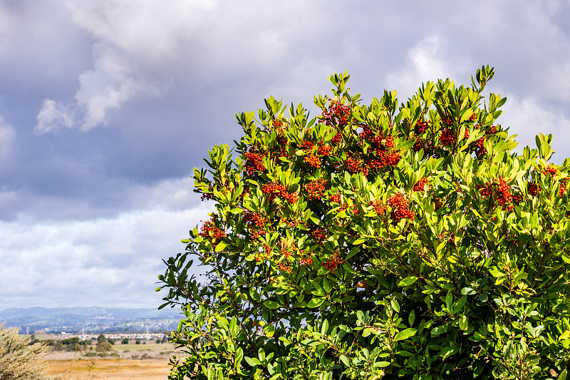 充满红色浆果的Toyon (Heteromeles)灌木，郊狼山区域公园，弗里蒙特，东旧金山湾，加利