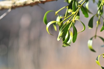 槲寄生(Viscum album)