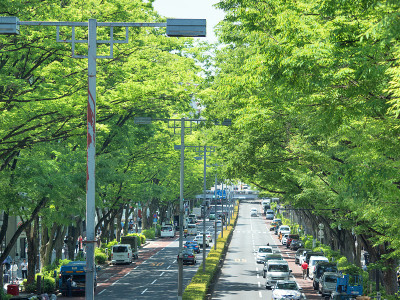 鲜绿的表参道,东京