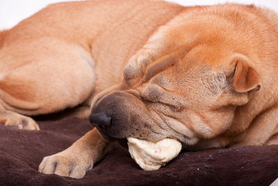 sharpei狗