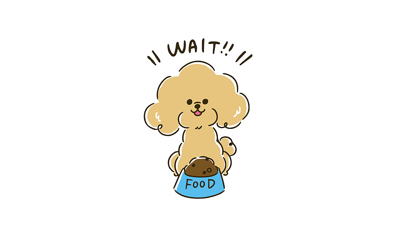 玩具狮子狗正在等待食物。