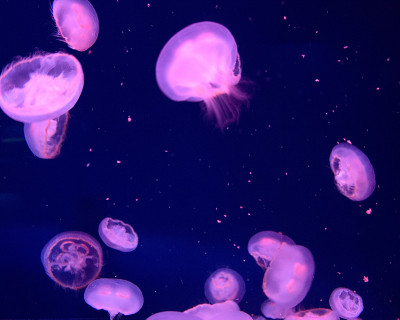 水母在水族馆