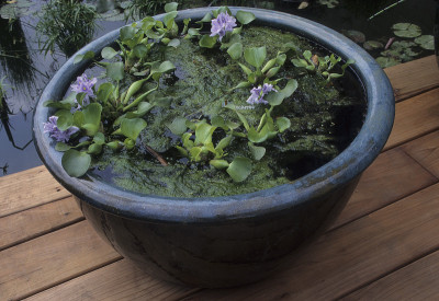 水葫芦
