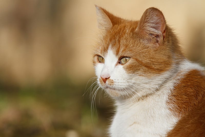 特写的一个红色的猫与白点的肖像