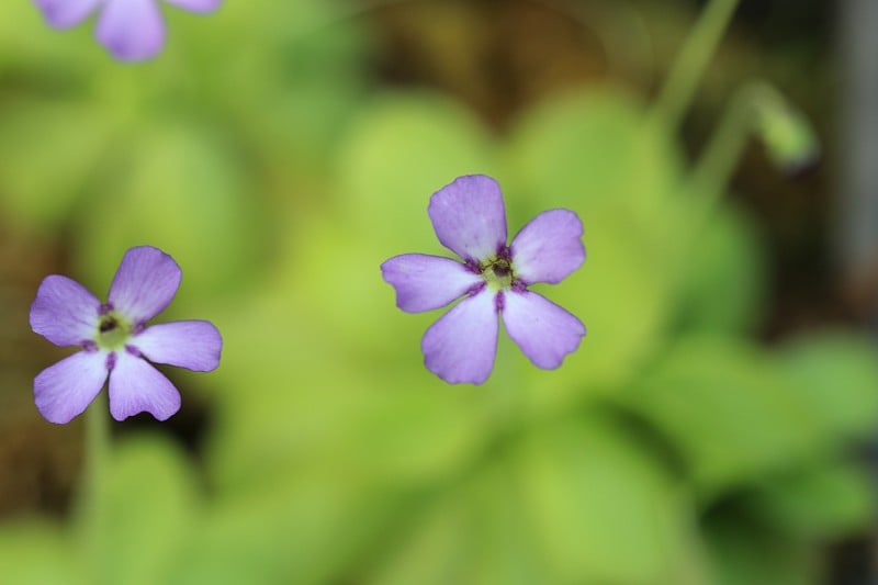 肉食性植物龙尾菜