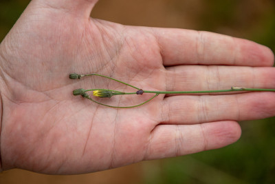 白种人手里的小蜱虫