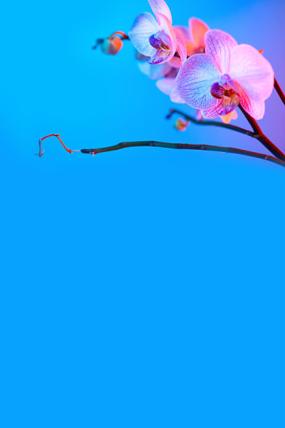 精致的粉红色兰花与露珠近距离在浅蓝色背景