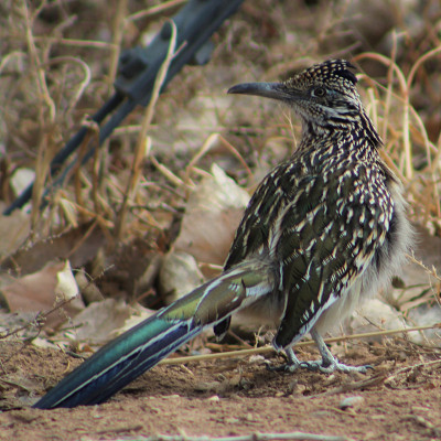 转着头的Roadrunner
