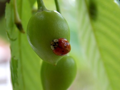 绿樱桃上的瓢虫