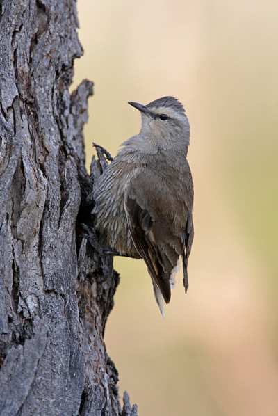 rown Treecreeper