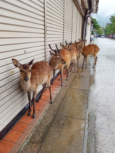宫岛的鹿群在下雨