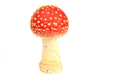 飞木耳(白毒伞)