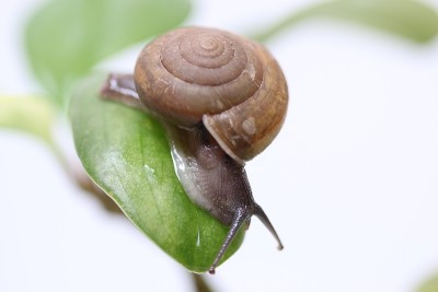 蜗牛在一片绿叶上