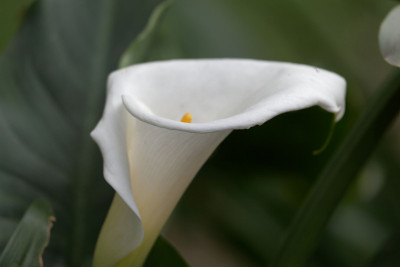 海芋