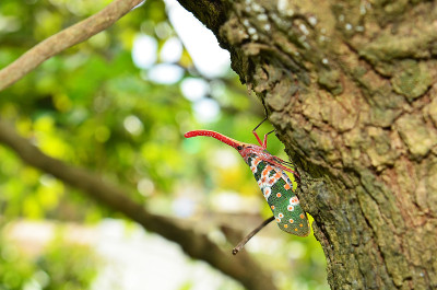 Lanternfly多彩的昆虫