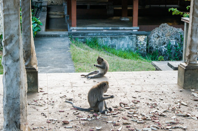 印尼巴厘岛乌鲁瓦图寺庙里的厚脸皮猴子