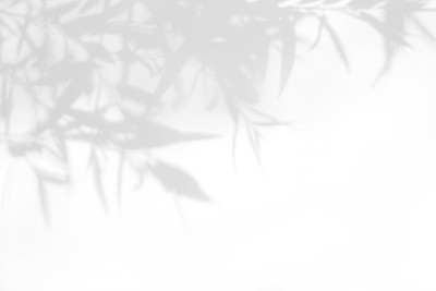 白色墙壁上灰色的叶子影子。
