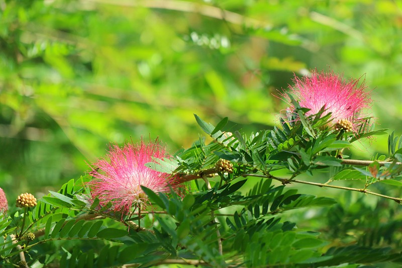 美丽的粉红色花猴荚树(Samanea saman)或雨树。