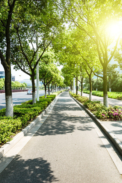 树和道路