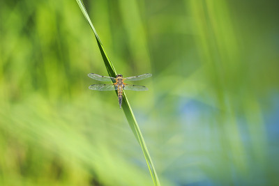 一个四斑点追逐蜻蜓昆虫，Libellula quadrimaculata的特写