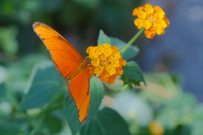 朱莉亚蝴蝶(Dryas iulia)