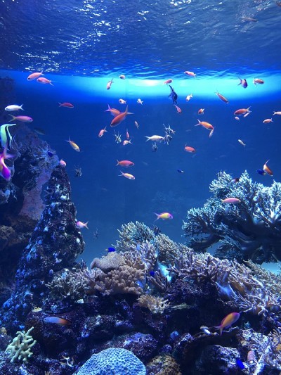 阳光水族馆