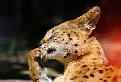 美丽的薮猫的猫
