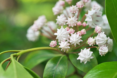 Kalmia