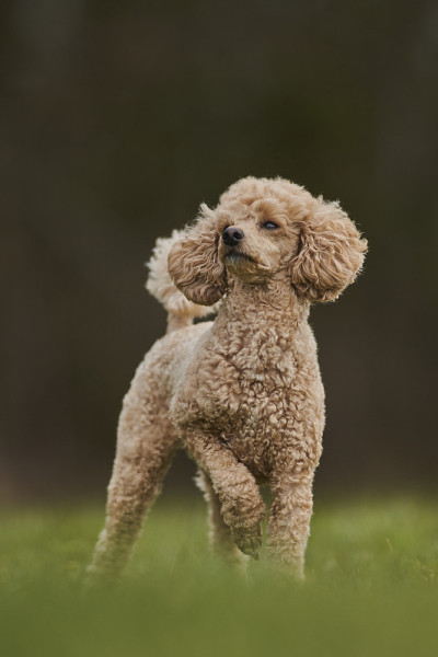 玩具贵宾犬户外