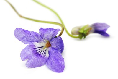 蓝紫的野花