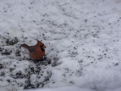 雪地里的红衣主教