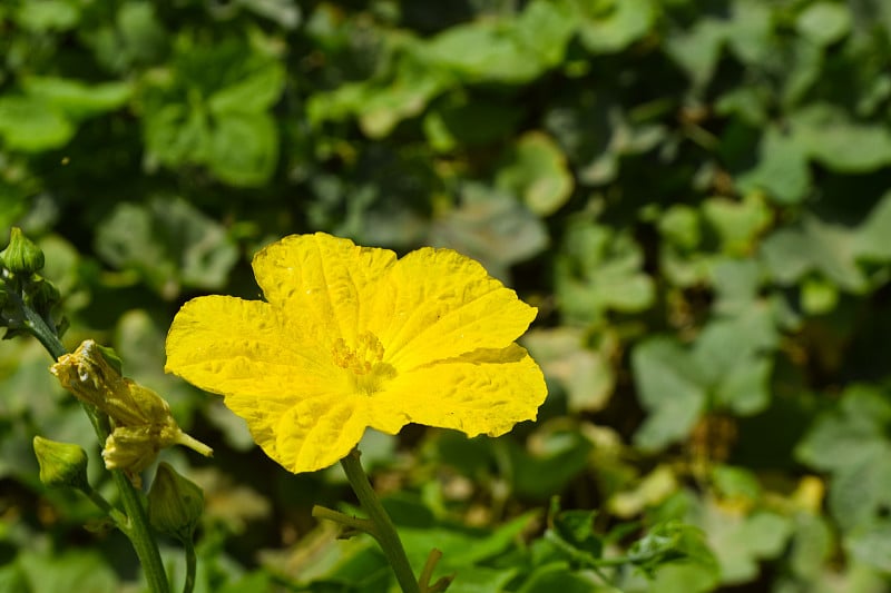 蔬菜黄色单花西葫芦花叶绿色背景园林自然摄影