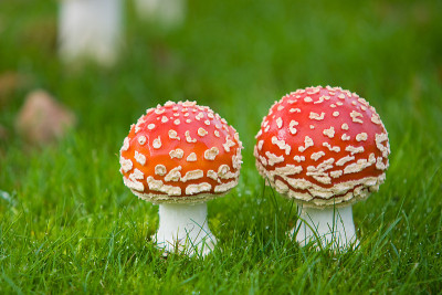 毒Mushrooms