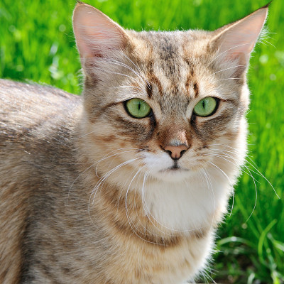 绿草背景下的猫