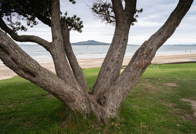 Takapuna海滩与Rangitoto岛的景色由Pohutukawa树卡车框架，北岸，奥克兰