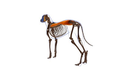 竖立棘肌狗肌肉解剖医学概念3D