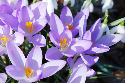 番红花的花