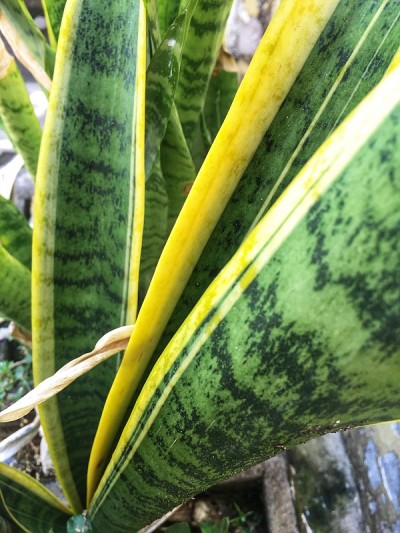 植物