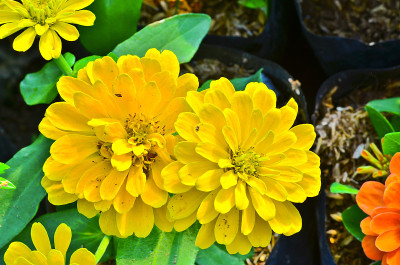 黄色Zinnia花