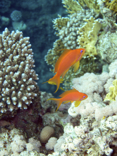 一对橙色的Lyretail Anthias，埃及。