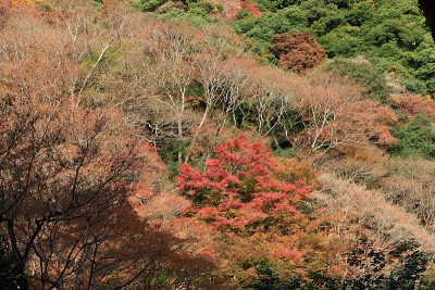 晚秋:美野大阪日本