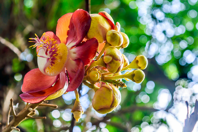 火百合或荣耀百合(Gloriosa superba)称为火焰，爬或爬百合或虎爪。本种是柔嫩的，块根的