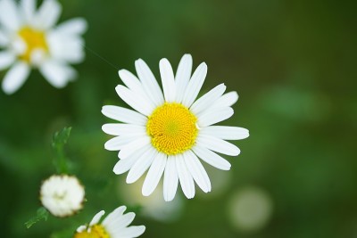 宏观的雏菊花