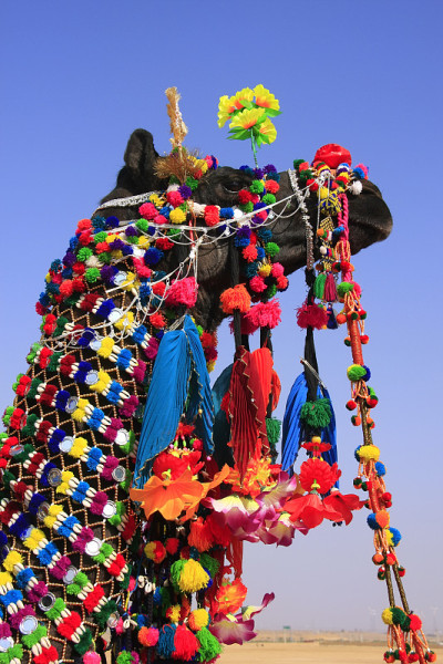 装饰骆驼的肖像在沙漠节，Jaisalmer，印度