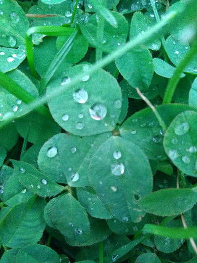 雨滴在树叶上