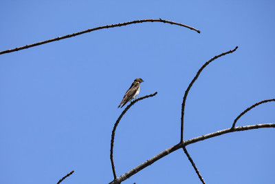 沙马丁(Riparia Riparia)