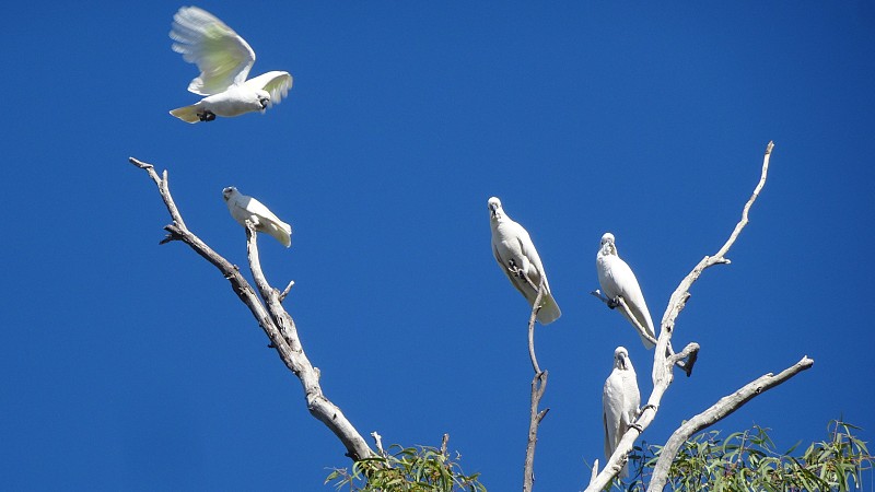 Sulphur-crested风头鹦鹉。Cacatua galerita 8。