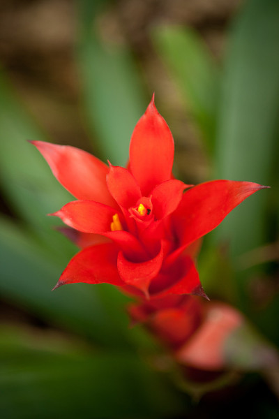Bromelia。一种带有尖刺的绿色仙人掌，肉质植物。