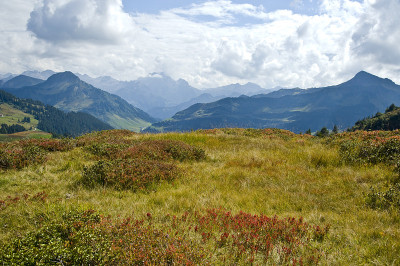 Bregenzwald